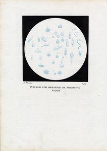 Hjuldyr, 1863-79