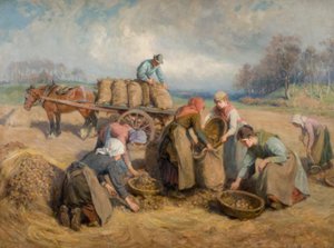 Kartoffelsamlere, Northumberland, 1903