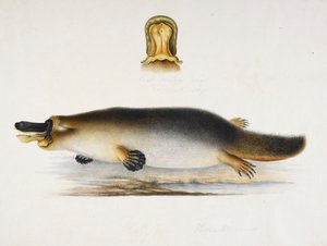 Et andnæbbet næbdyr ved en pool, med en detalje af dens næb, ca. 1820