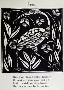 Ibis, illustration fra 