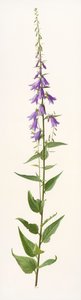 Adenophora species (olie på papir) af Raymond Booth