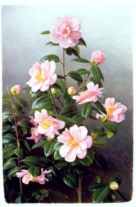 Camellia Japonica-sort af Raymond Booth