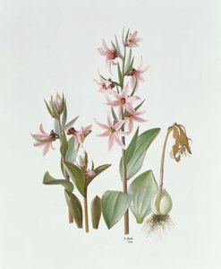 Fritillaria Stenanthera af Raymond Booth