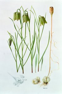 Fritillaria whittallii af Raymond Booth