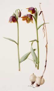 Fritillaria daviesii af Raymond Booth