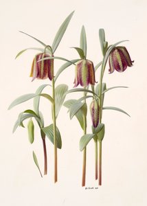 Fritillaria kotschyana af Raymond Booth