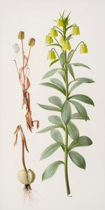 Fritillaria pallidiflora af Raymond Booth