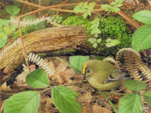 Gold Crest, 2000 (olie på plade)