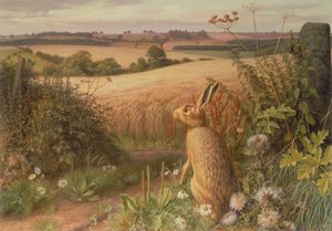 Hare på en mark af Raymond Booth