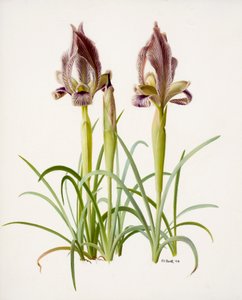 Iris acutiloba (olie på papir)