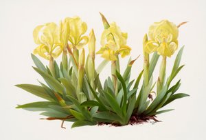 Iris lutescens (olie på papir) af Raymond Booth