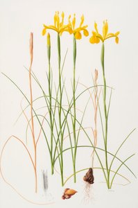 Iris spuria, 2002 (olie på papir) af Raymond Booth