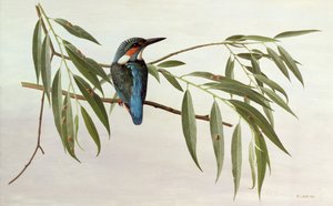 Kingfisher af Raymond Booth