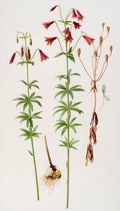 Lilium grayi af Raymond Booth