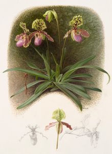 Paphiopedilium henryi (olie på papir) af Raymond Booth