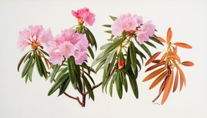 Rhododendron af Raymond Booth