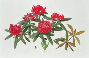 Rhododendron Microgynum af Raymond Booth