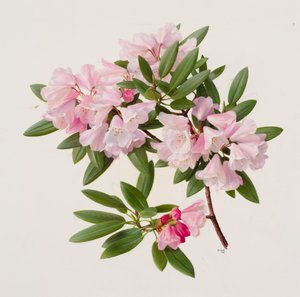Rhododendron maculiferum anwheiense af Raymond Booth