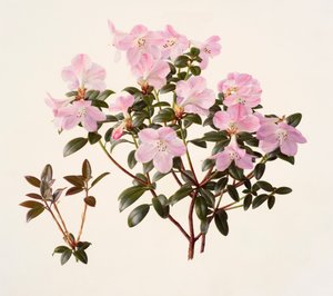 Rhododendron moupinense pink-flowered (olie på papir) af Raymond Booth