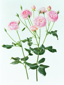 Rosen 