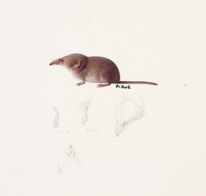 Studie af en spidsmus (olie og blyant på papir) af Raymond Booth