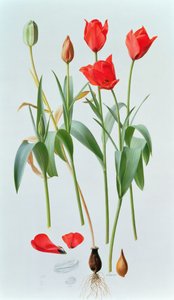 Tulipa amabilis af Raymond Booth