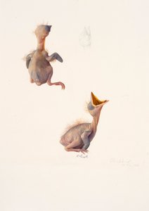 To studier af en solsorteunge af Raymond Booth