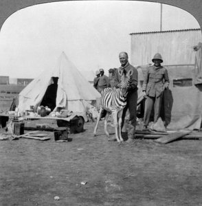 Sydafrikanske skytter med deres kæledyrszebra, Østafrika, Første Verdenskrig, 1914-1918. af Realistic Travels Publishers