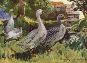 Illustration til My Farm (farve litho) af Reginald Mills