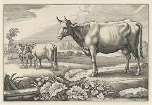 Græsgang med køer Diversa Animalia Quadrupedia (serietitel)