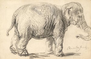 En elefant af Rembrandt van Rijn