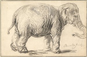 En elefant, 1637 af Rembrandt van Rijn