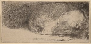 Sovende hvalp af Rembrandt van Rijn