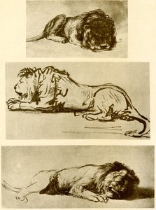 Tre løvestudier af Rembrandt van Rijn