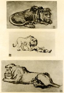 Tre løvestudier af Rembrandt van Rijn
