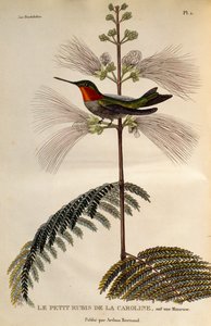 Ruby-throated Hummingbird (Archilochus colubris), gravering fra Les trochilidees ou les colibris et les oiseaux-mouches af René Primevère Lesson