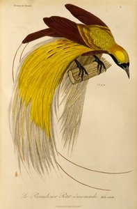 Voksen han af Lesser Bird-of-Paradise (Paradisaea minor), gravering fra Natural History of Birds of Paradise og Epimagues