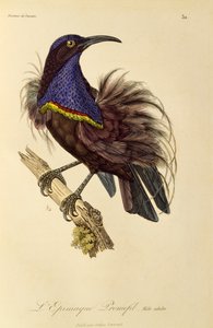 Voksen han af Paradise Riflebird (Ptiloris paradiseus), gravering fra Natural History of Birds of Paradise og Epimagues