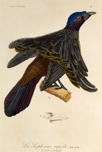 Voksen han af Superb Bird-of-Paradise (Lophorina superba), gravering fra Natural History of Birds of Paradise og Epimagues