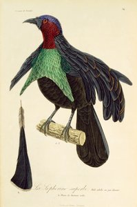 Voksen han af Superb Bird-of-Paradise (Lophorina superba), gravering fra Natural History of Birds of Paradise og Epimagues af René Primevère Lesson