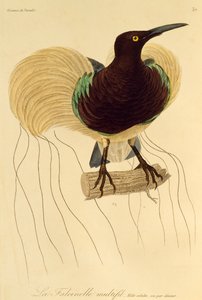 Voksen han af tolvtrådet paradisfugl (Seleucidis melanoleuca), gravering fra Natural History of Birds of Paradise og Epimagues