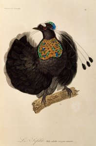 Voksen han af Western Parotia (Parotia sefilata), gravering fra Natural History of Birds of Paradise og Epimagues