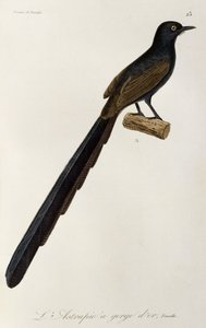 Gorget Bird-of-paradise-hun, gravering fra Natural History of birds of paradise and epimagues af René Primevère Lesson