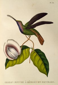 Lazulin Sabrewing (Campylopterus falcatus), gravering fra trochiliderne eller kolibrier og kolibrier