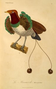 Han af Kong Paradisfugl (Cicinnurus regius), indgravering fra Naturhistorie af paradisfugle og epimagues