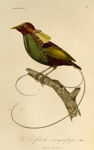 Han fra den storslåede paradisfugl (Cicinnurus magnificus), gravering fra Natural History of Birds of Paradise og Epimagues af René Primevère Lesson