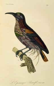 Paradise Riflebird ung han (Ptiloris paradiseus), gravering fra Natural History of Birds of Paradise og Epimagues af René Primevère Lesson