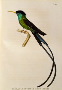 Rødnæbbet streamerhale (Trochilus polytmus), gravering fra trochilideerne eller kolibrier og kolibrier