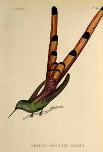 Rødhalekomet (Sappho sparganurus), gravering fra trochiliderne eller kolibrier og kolibrier