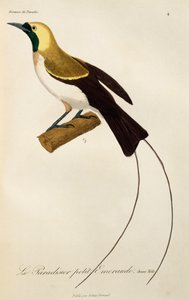 Ung han af Lesser Bird-of-Paradise (Paradisaea minor), gravering fra Natural History of Birds of Paradise og Epimagues af René Primevère Lesson